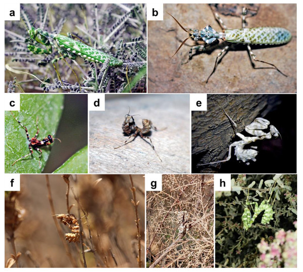 Blepharopsis mendica: (A) female and, (B) male adult habitus, as well as (C) first, (D) second, and (E) forth instar larvae, (F, G, H) different instars larvae showing colour differences and the camouflage in their natural habitat.