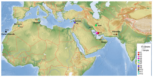 Map showing the distribution of the 12 COI haplotypes obtained for Blepharopsis mendica genetic samples.