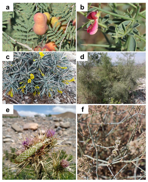 Plants on which Blepharopsis mendica was observed and laid oothecae.