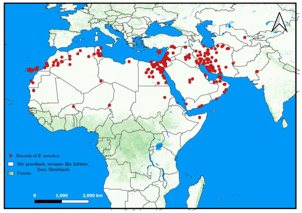 Distribution of Blepharopsis mendica according to the available records. The prevailing habitat types are given for the distribution range (QGIS v. 3.22).