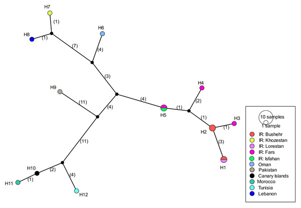 Haplotype network of Blepharopsis mendica based on the COI gene fragment.