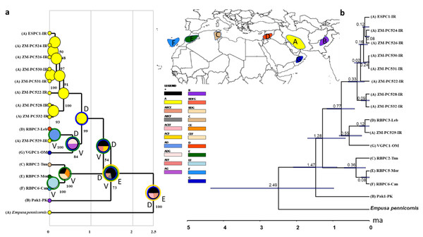 Divergence time and biogeography of Blepharopsis mendica.