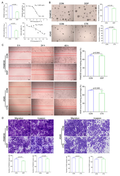 DDP and CTX inhibited the proliferation of GCs and NSCLCs, respectively, but did not significantly inhibit the stem-like characteristics of cancer cells, that is, drug resistance was developed. 