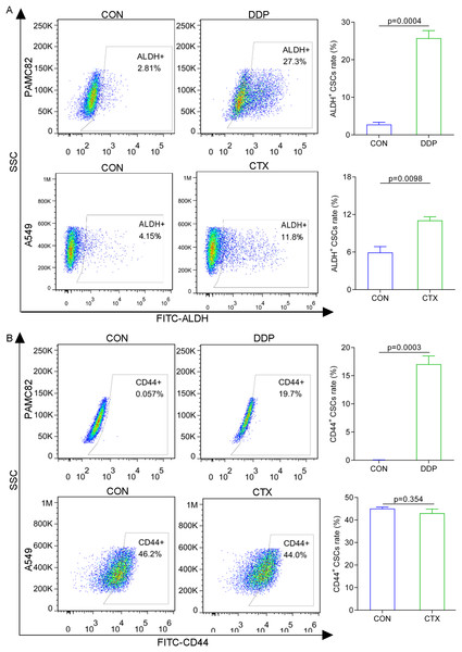 The aberrantly up-regulated ALDH+ and CD44+ subpopulations occurred with the DDP or CTX alone. 