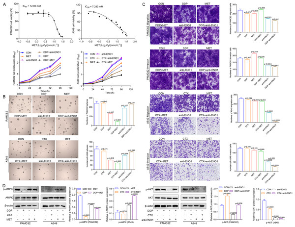 MET targeted the ALDH+ subpopulation through activation of the AMPK pathway; while anti-ENO1 antibody targeted the CD44+ subpopulation by inhibiting the PI3K/AKT pathway.