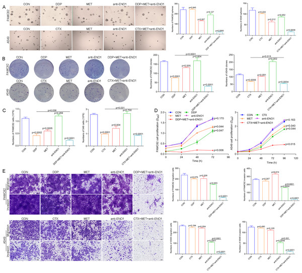 Anti-ENO1 antibody, MET combined with DDP/CTX could reverse drug resistance in PAMC82 and A549 CSCs.