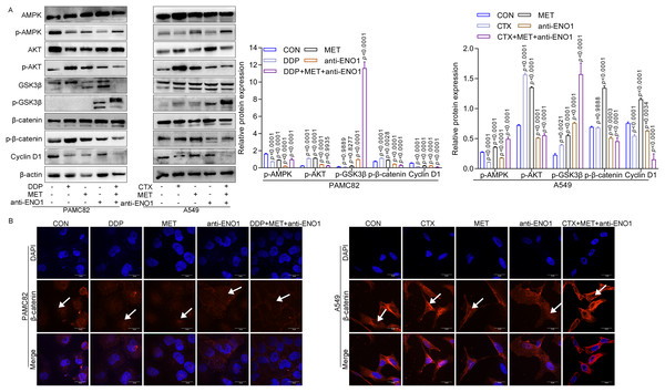 Anti-ENO1 antibody, MET combined with DDP/CTX could reverse drug resistance and exert additive inhibition by inhibiting the Wnt/β-catenin pathway.