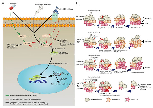 Anti-ENO1 antibody, MET combined with DDP/CTX could overcome drug resistance caused by CSCs in conventional treatments.