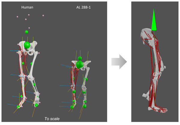 Human and AL 288-1 musculoskeletal models with each body segment’s COM (small green balls) and the specimen’s COM (large green ball) shown, alongside each joint’s coordinate system.