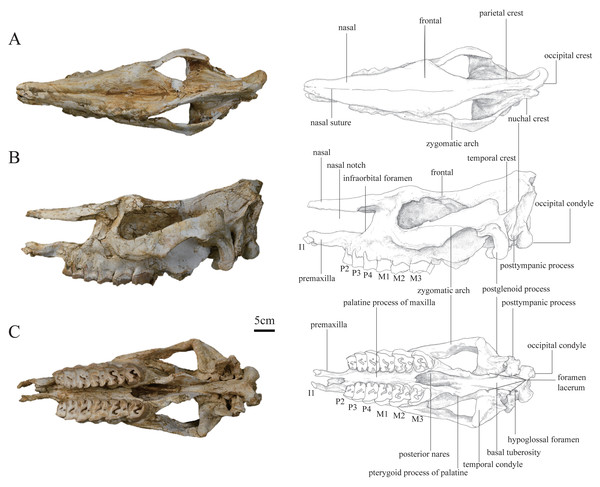 Photographs and schematic illustrations of the skull of Plesiaceratherium tongxinense sp. nov., holotype (IVPP V23959).