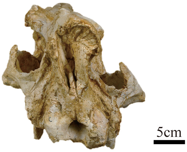 Photograph of the posterior view of the skull of Plesiaceratherium tongxinense sp. nov., holotype (IVPP V23959).