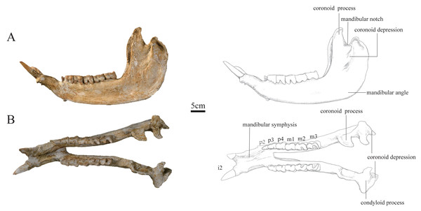 Photographs and schematic illustrations of the skull of Plesiaceratherium tongxinense sp.nov., holotype (IVPP V23959).