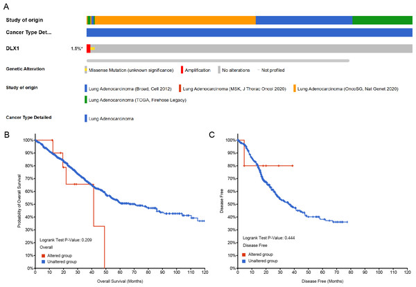 DLX1 alterations were not associated with survival outcomes in LUAD.