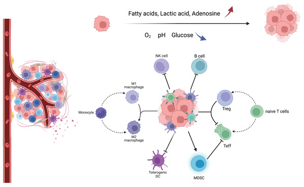 Major immune cells and metabolic changes in the TME.