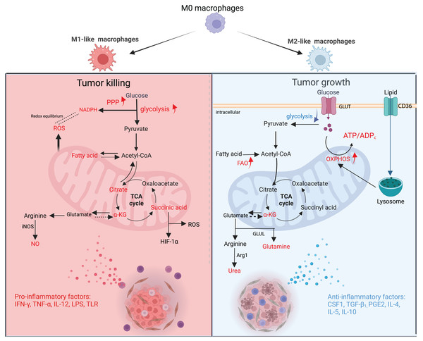 Metabolic changes and phenotypic functions of macrophages in the TME.