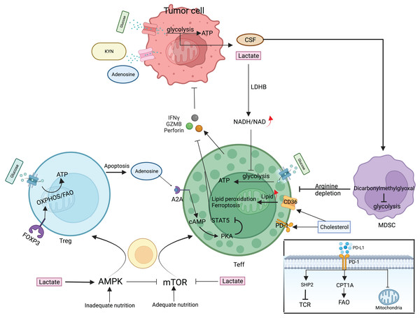 Metabolic regulation of T cells and tumor cells in the TME.