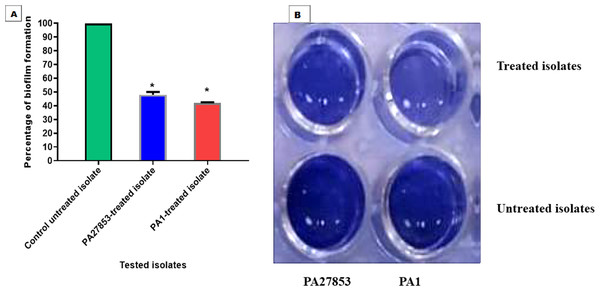 Patuletin’s effect at 1/4 MIC against P. aeruginosa ability to produce biofilms.