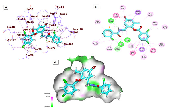 (A) 3D interaction of the co-crystallized ligand (TY4) in the active site of the LasR protein. (B) 2D interaction of TY4 in the active site of LasR protein. (C) Mapping surface showing TY4 occupying the active site of LasR protein.