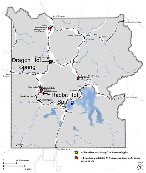 Map of Yellowstone National Park indicating Cicindelidia haemorrhagica habitat and research locations including Dragon-Beowulf Hot Springs and Rabbit Creek Hot Spring.