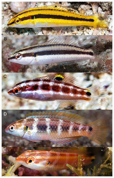 Halichoeres melanotis, juveniles from Panama and Baja California, Mexico.