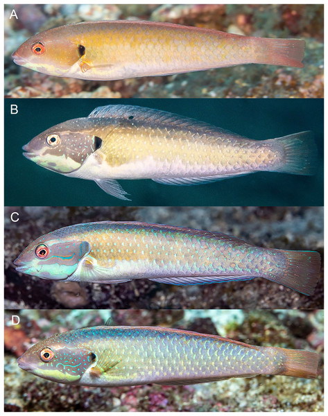 Halichoeres melanotis, TP males, from Baja California, Mexico and Panama.