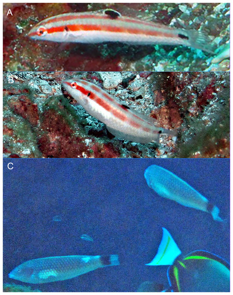 Halichoeres sanchezi n. sp., first known underwater photographs, from Socorro, Revillagigedo Archipelago in 2013.