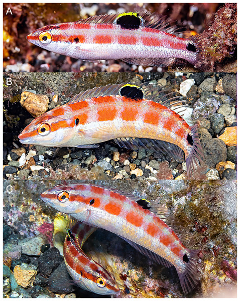 Halichoeres sanchezi n. sp., juvenile and IP adults underwater, San Benedicto, Revillagigedo Archipelago, Colima, Mexico.