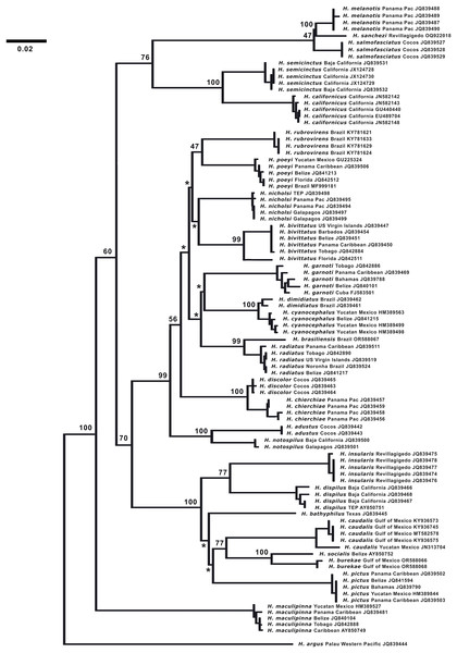 Neighbor-joining phylogenetic tree of COI mtDNA sequences for the New World species of Halichoeres, including Halichoeres sanchezi n. sp.