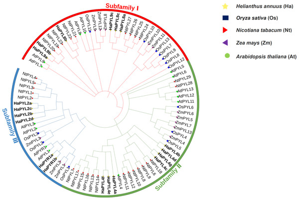 Phylogenetic analysis of PYL proteins in Arabidopsis, rice, sunflower, tobacco, and maize.