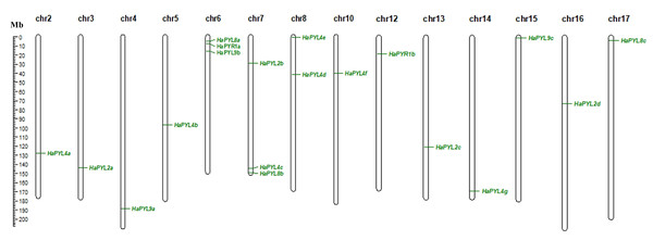 Distribution of HaPYL genes on sunflower chromosomes.