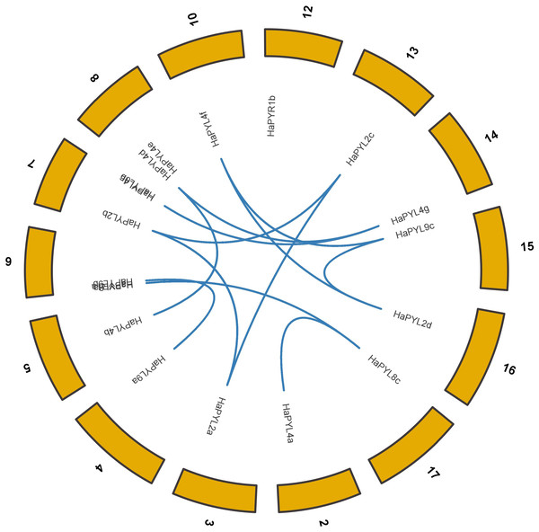Circle graph showing collinearity of the HaPYL gene family.