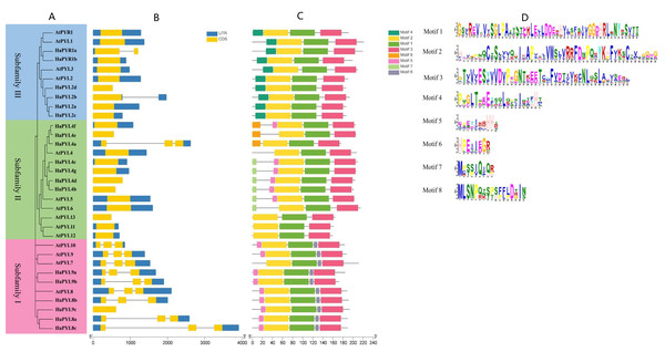 Phylogenetic tree, gene structure, and conserved motifs of PYLs in sunflower and Arabidopsis.
