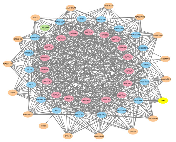 HaPYL’s protein interaction network.