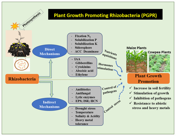 Mechanism of action of PGPR to increase maize and cowpea plants.