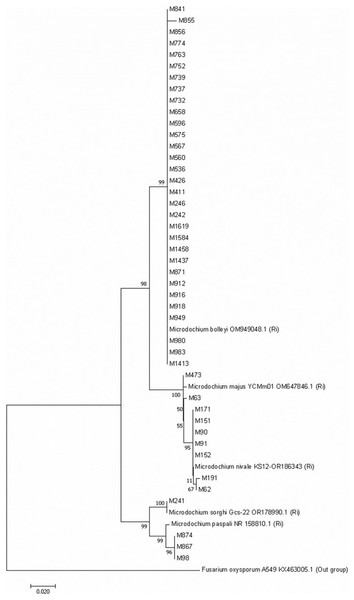 Neighbour-Joining phylogenetic tree of Microdochium isolates obtained with 1,000 bootstrap replicates.