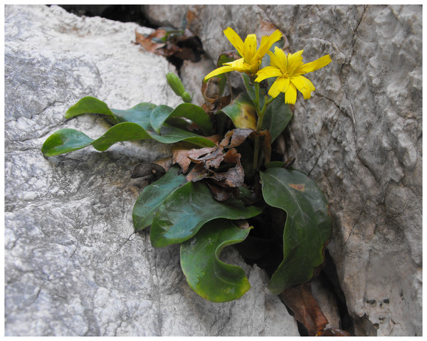 Hieracium lucidum subsp. lucidum in its locus classicus.