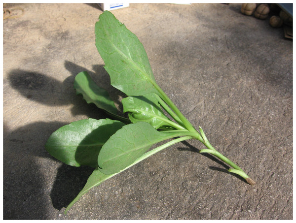 Apical stem cutting of Hieracium lucidum subsp. lucidum.