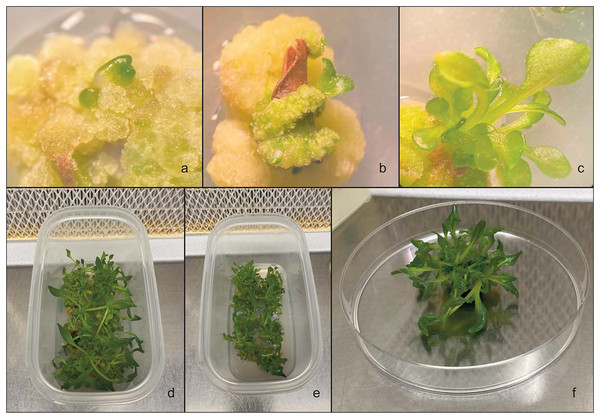 In vitro callus regeneration produced by leaves of Hieracium lucidum subsp. lucidum.