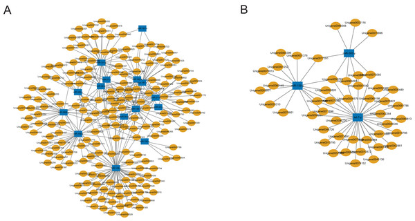MicroRNA-mRNA regulatory networks during solider differentiation in C. formosanus.