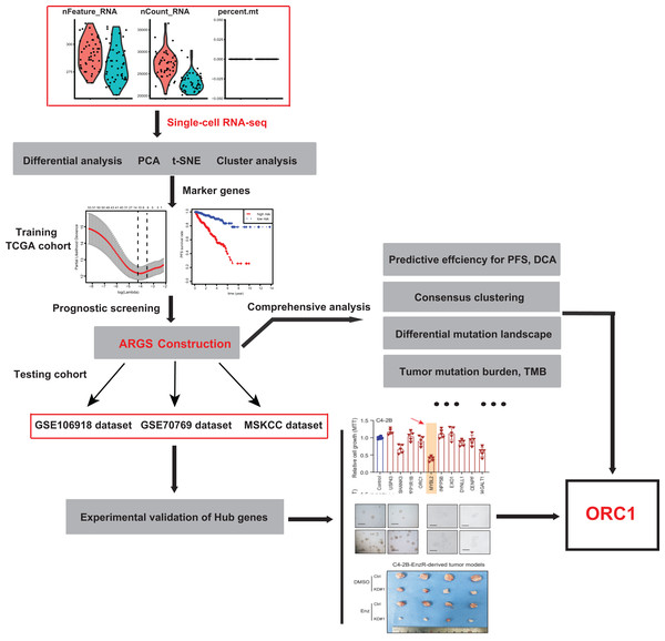 The schematic flowchart of screening of ARGs signature and identification of ORC1 in PCa.