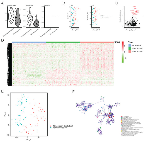Single-cell RNA-seq (scRNA-seq) analysis identified top differentially expressed genes associated with androgen treatment.
