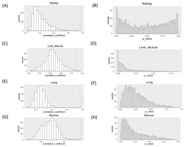 Histograms of Spearman correlation coefficient and P value of Mantel test of association analysis between single cell expression profile and aging in kidney, limb muscle, lung, and marrow.