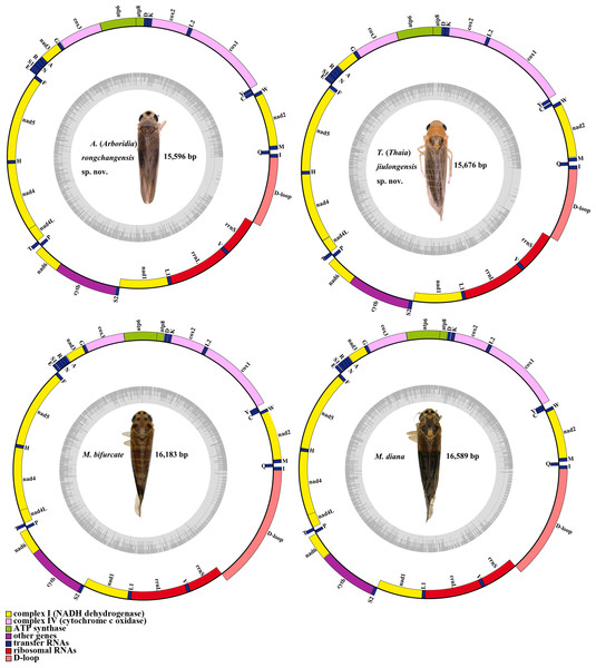 Mitochondrial map of A. (A.) rongchangensis Zhang & Song, sp. nov., T. (T.) jiulongensis Zhang & Song, sp. nov., M. bifurcata and M. diana.