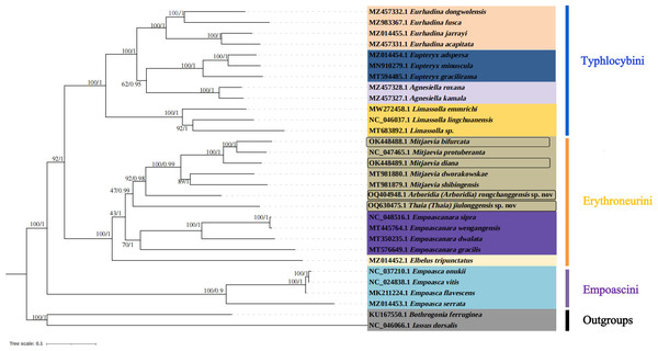Phylogenetic tree of Typhlocybinae produced from maximum-likelihood (ML) and Bayesian inference (BI) analyses based on complete mitochondrial gene.