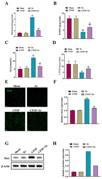 Xe repressed oxidative stress and microglial activation in the dorsal horn of rat CPSP model.