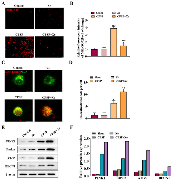 Xe promoted microglia mitophagy and inhibited oxidative stress in vitro.