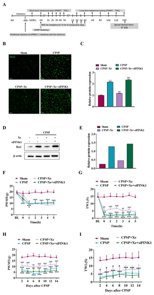Inhibition of PINK1 disrupted the improvement of PWMT and TWL in the rat CPSP model with Xe treatment.
