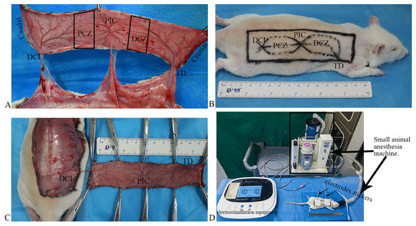 Flap model, and scheme of the electrostimulation equipment.