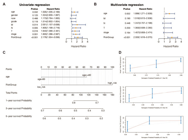 An independent prognostic analysis of the 13 DE-URGs-based prognostic signature.
