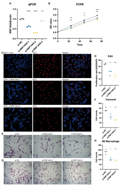 The promoting role of RNF144A in tumor proliferation.
